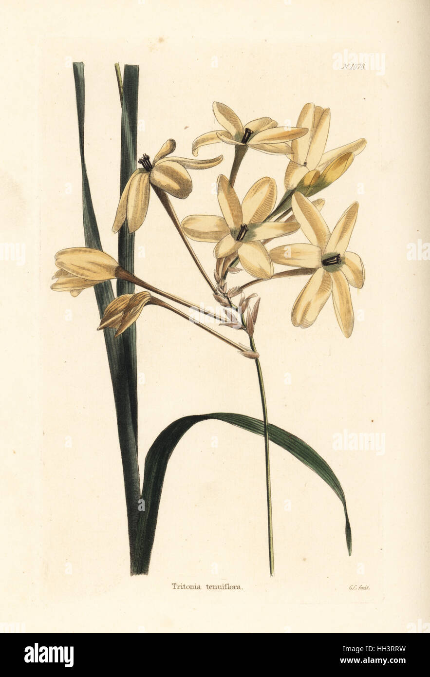 Ixia paniculata (Tritonia tenuiflora). Handcoloured copperplate engraving by George Cooke from Conrad Loddiges' Botanical Cabinet, Hackney, 1825. Stock Photo
