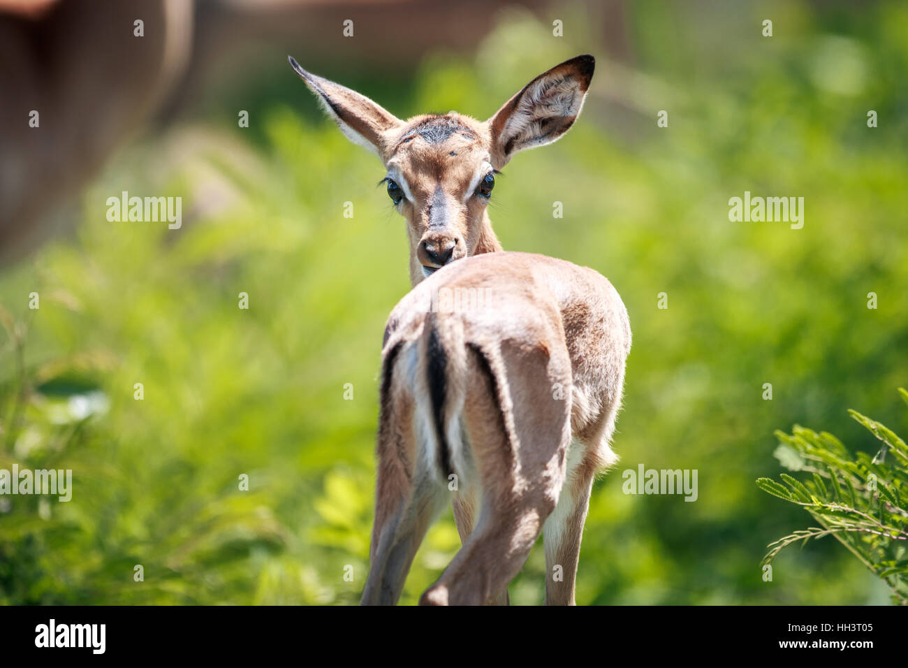Young impala in kruger hi-res stock photography and images - Alamy