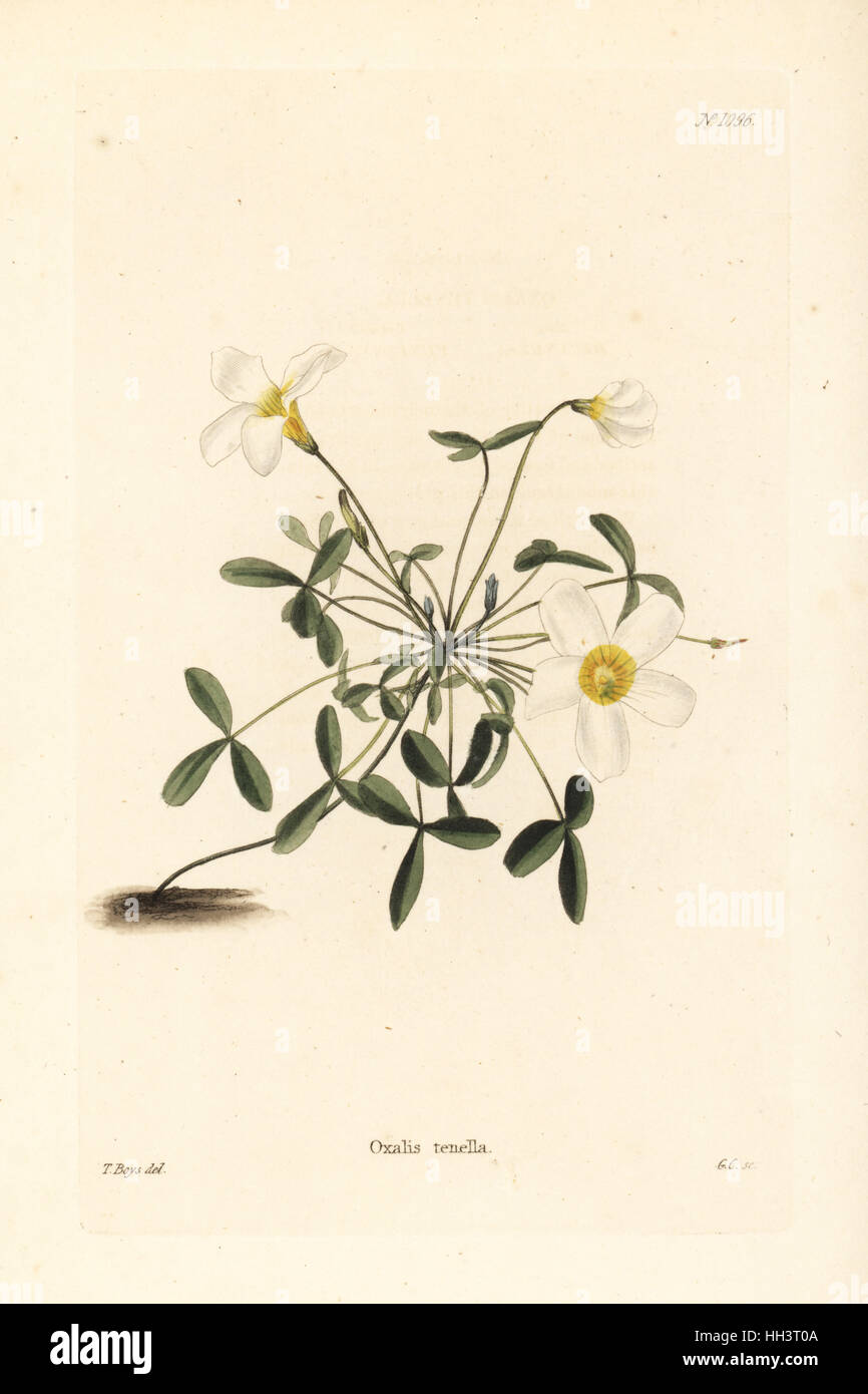 South African oxalis, Oxalis tenella. Handcoloured copperplate engraving by George Cooke after Thomas Shotter Boys from Conrad Loddiges' Botanical Cabinet, Hackney, 1825. Stock Photo