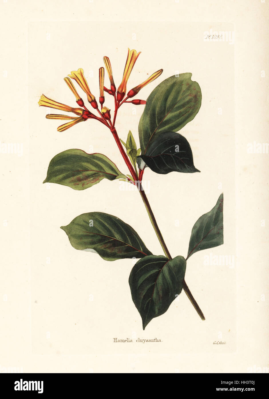 Hamelia chrysantha. West Indies. Handcoloured copperplate engraving by George Cooke from Conrad Loddiges' Botanical Cabinet, Hackney, 1825. Stock Photo