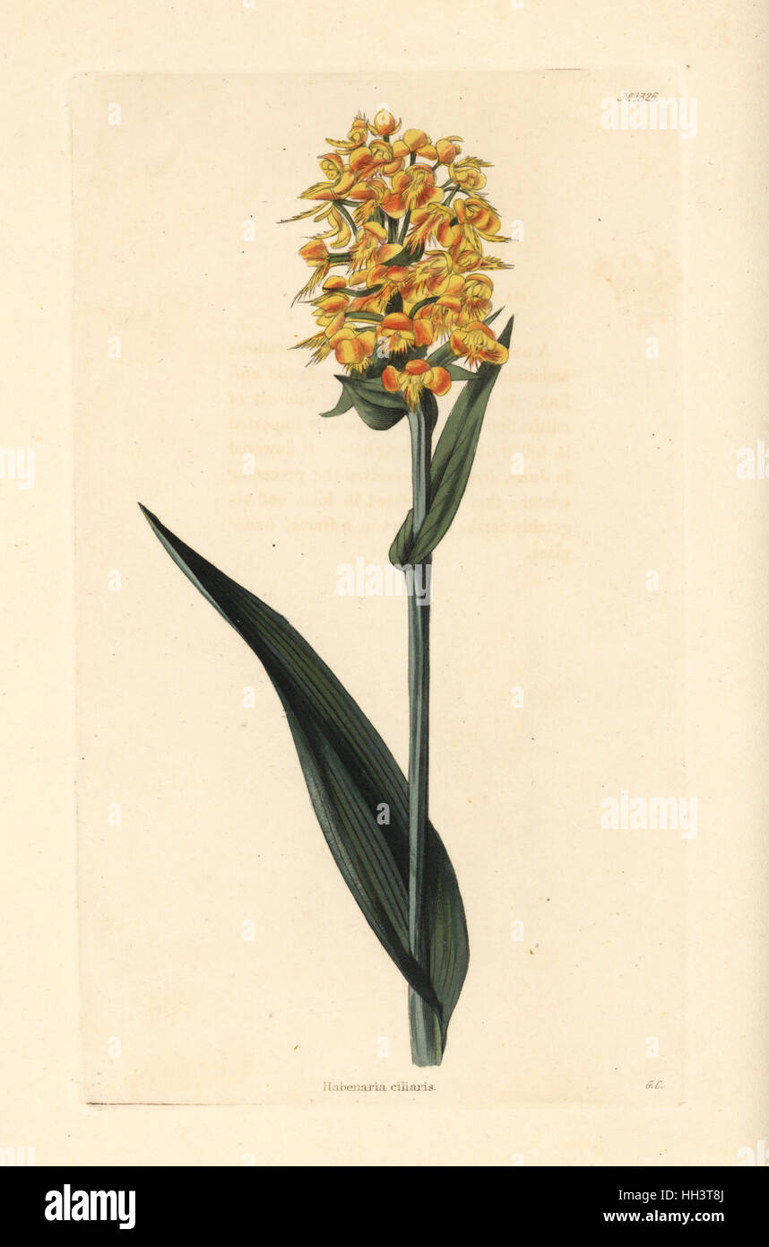 Yellow fringed orchid, Platanthera ciliaris. Handcoloured copperplate engraving by George Cooke from Conrad Loddiges' Botanical Cabinet, Hackney, 1828. Stock Photo