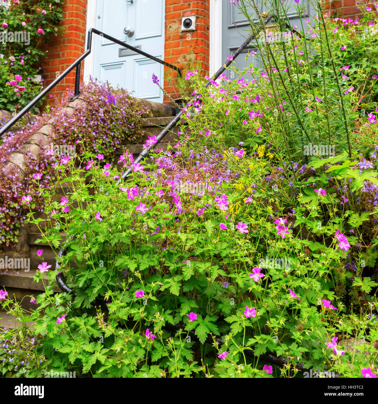 entrance overgrown with geranium plants in London, UK Stock Photo