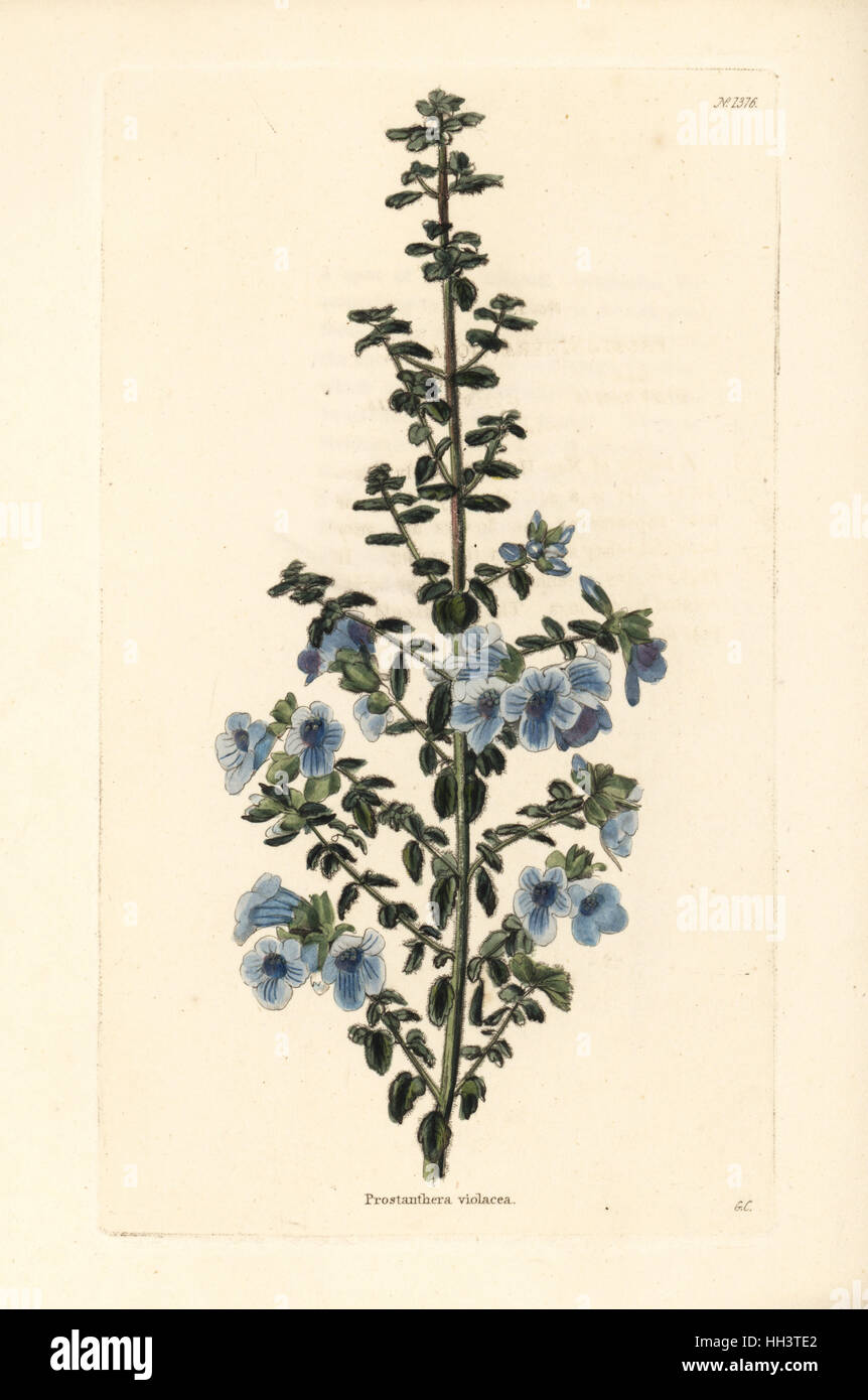 Australian violet lilac, Prostanthera violacea. Handcoloured copperplate engraving by George Cooke from Conrad Loddiges' Botanical Cabinet, Hackney, 1828. Stock Photo