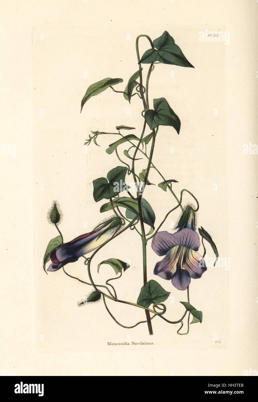 Angel's trumpet or Mexican viper, Maurandya barclayana. Handcoloured copperplate engraving by George Cooke from Conrad Loddiges' Botanical Cabinet, Hackney, 1828. Stock Photo