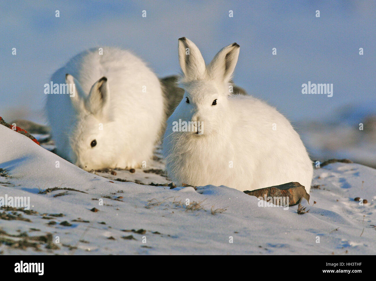 Arctic hares in the winter near Thule Air Base, Greenland Stock Photo