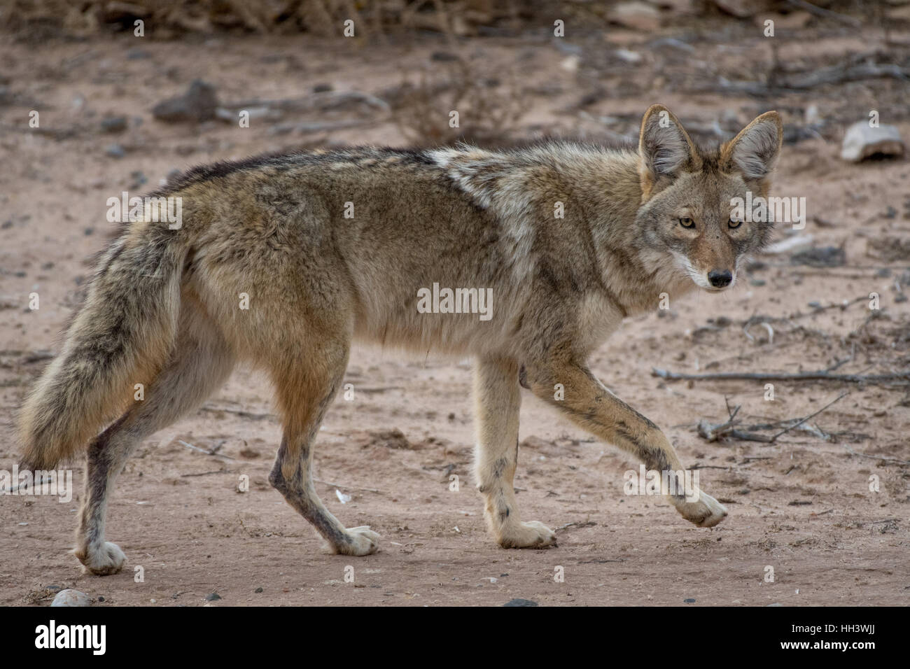 New mexico coyote hires stock photography and images Alamy