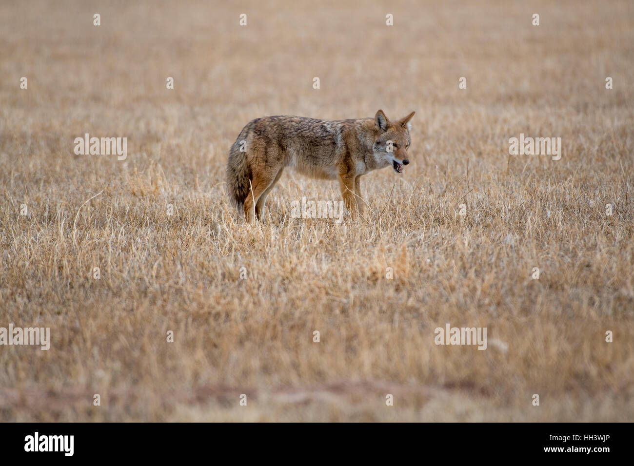New mexico coyote hires stock photography and images Alamy
