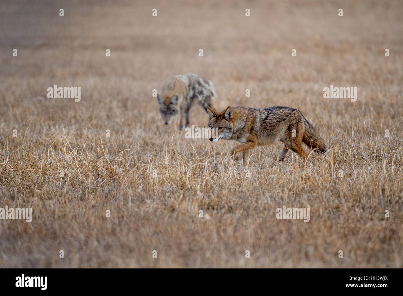 Coyotes, (Canis latrans), mother and nearly grown pup. The pup had been