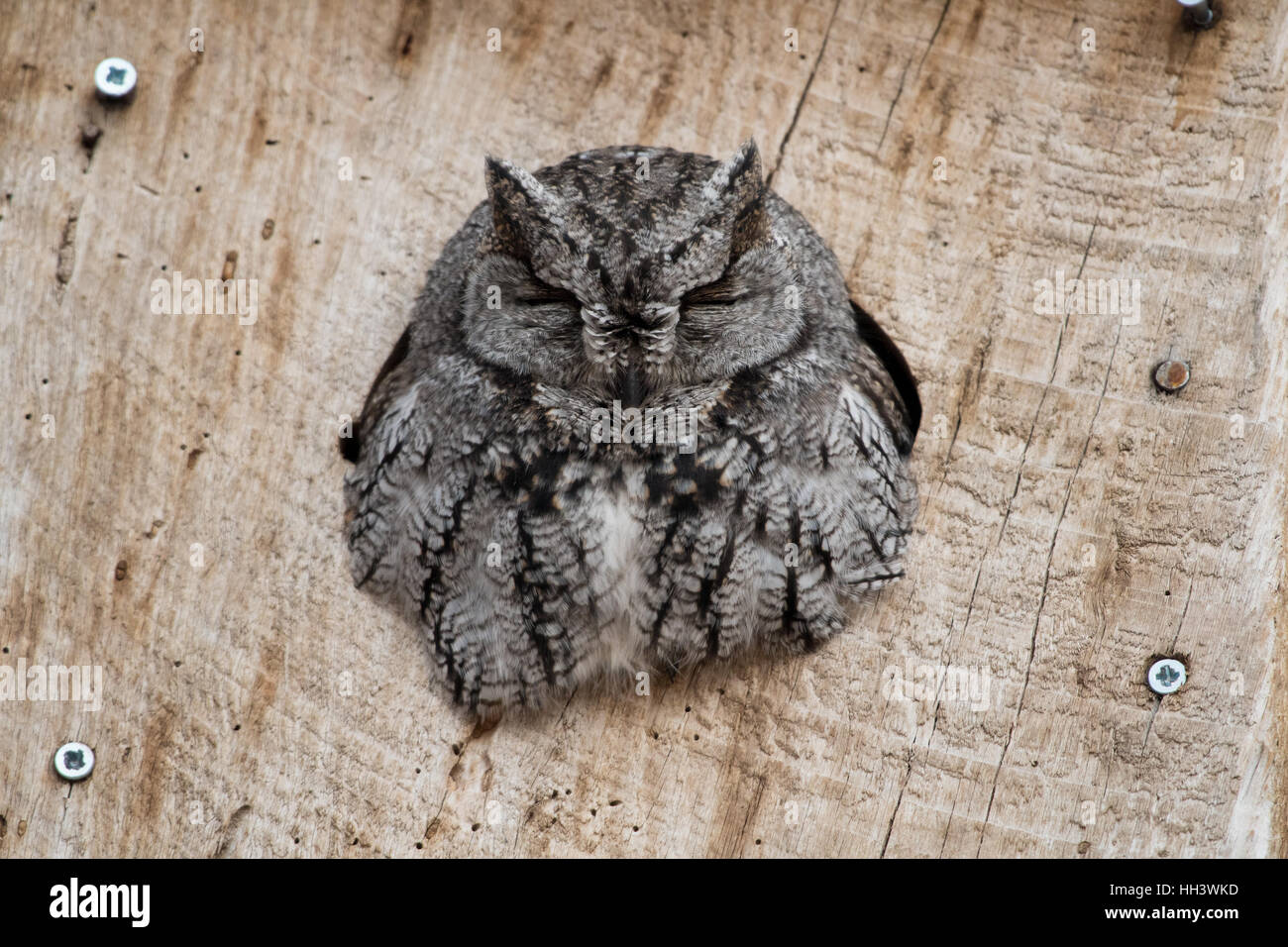 Western Screech-owl, (Megascops kennicottii), in a nest box.  Los Poblanos Fields Open Space, Albuquerque, New Mexico, USA. Stock Photo
