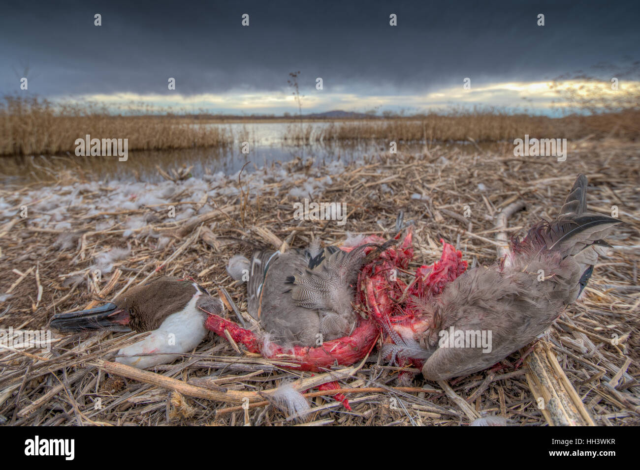 Northern Pintail, (Anas acuta), drake killed and partially eaten by a hawk or eagle.  Bosque del Apache NWR, New Mexico, USA. Stock Photo