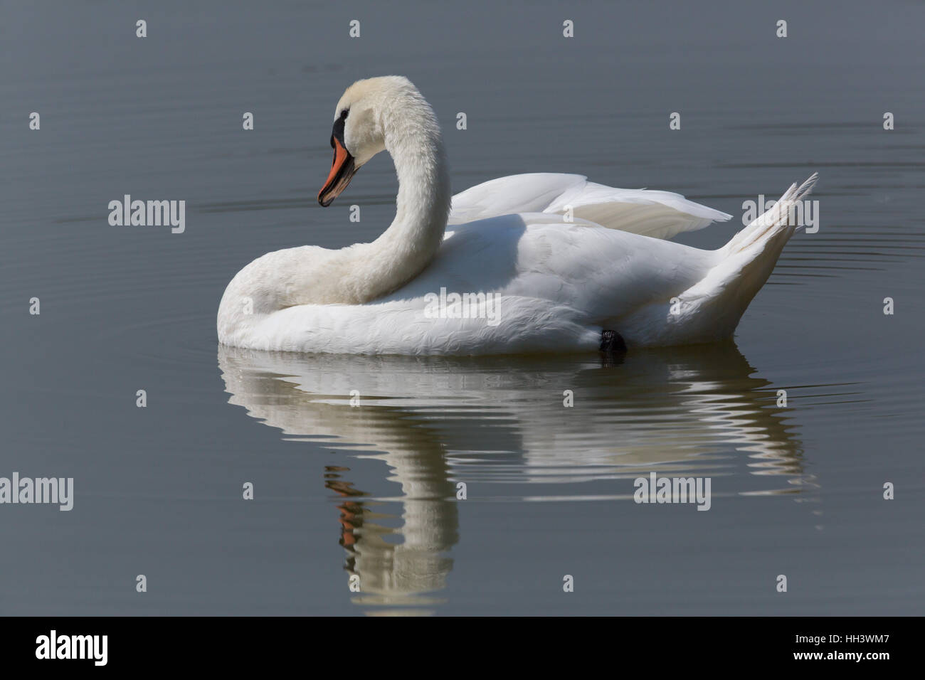 Perfectly mirrored mute swan (Cygnus olor) swimming Stock Photo