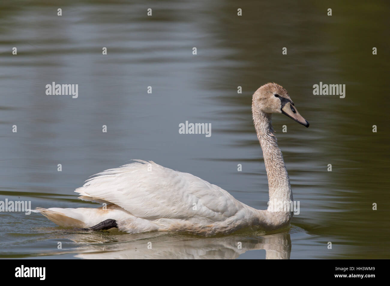Side view of swimming mute swan (Cygnus olor Stock Photo - Alamy