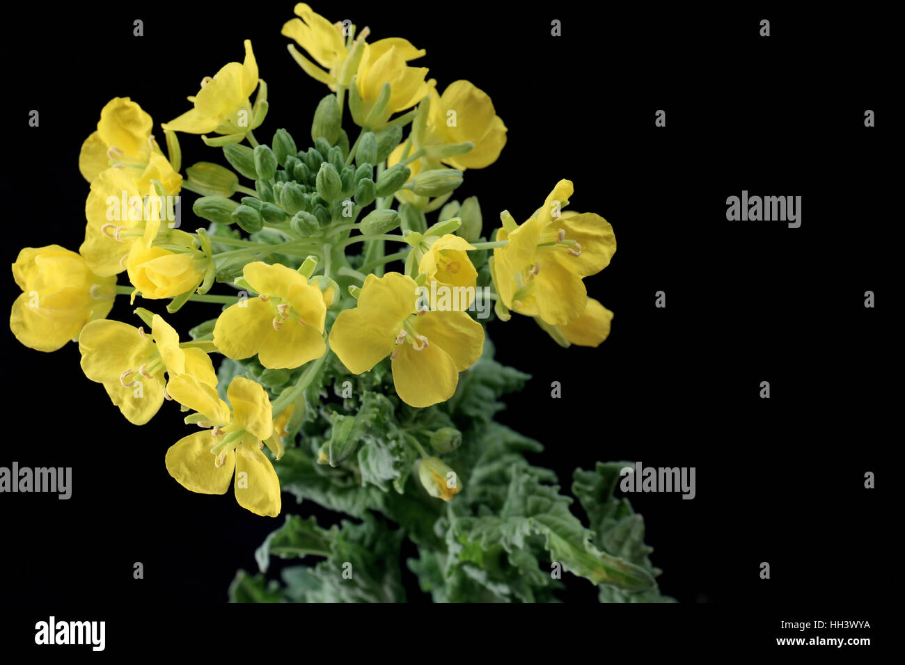 Black mustard flower hires stock photography and images Alamy