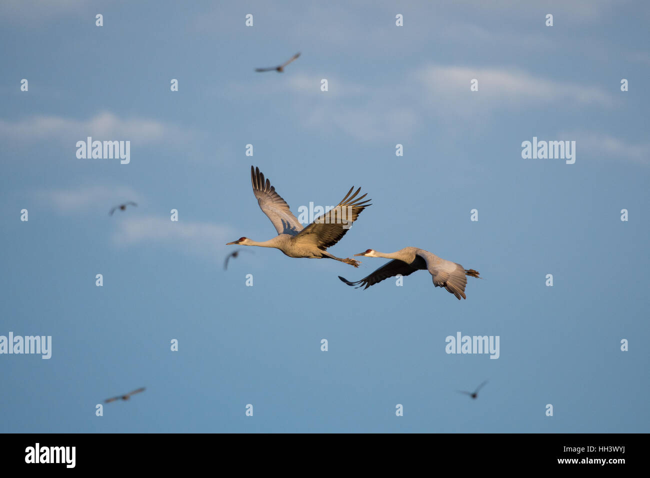 Sandhill Cranes, (Grus canadensis), flying.  Ladd S. Gordon Waterfowl Management Area, New Mexico, USA. Stock Photo