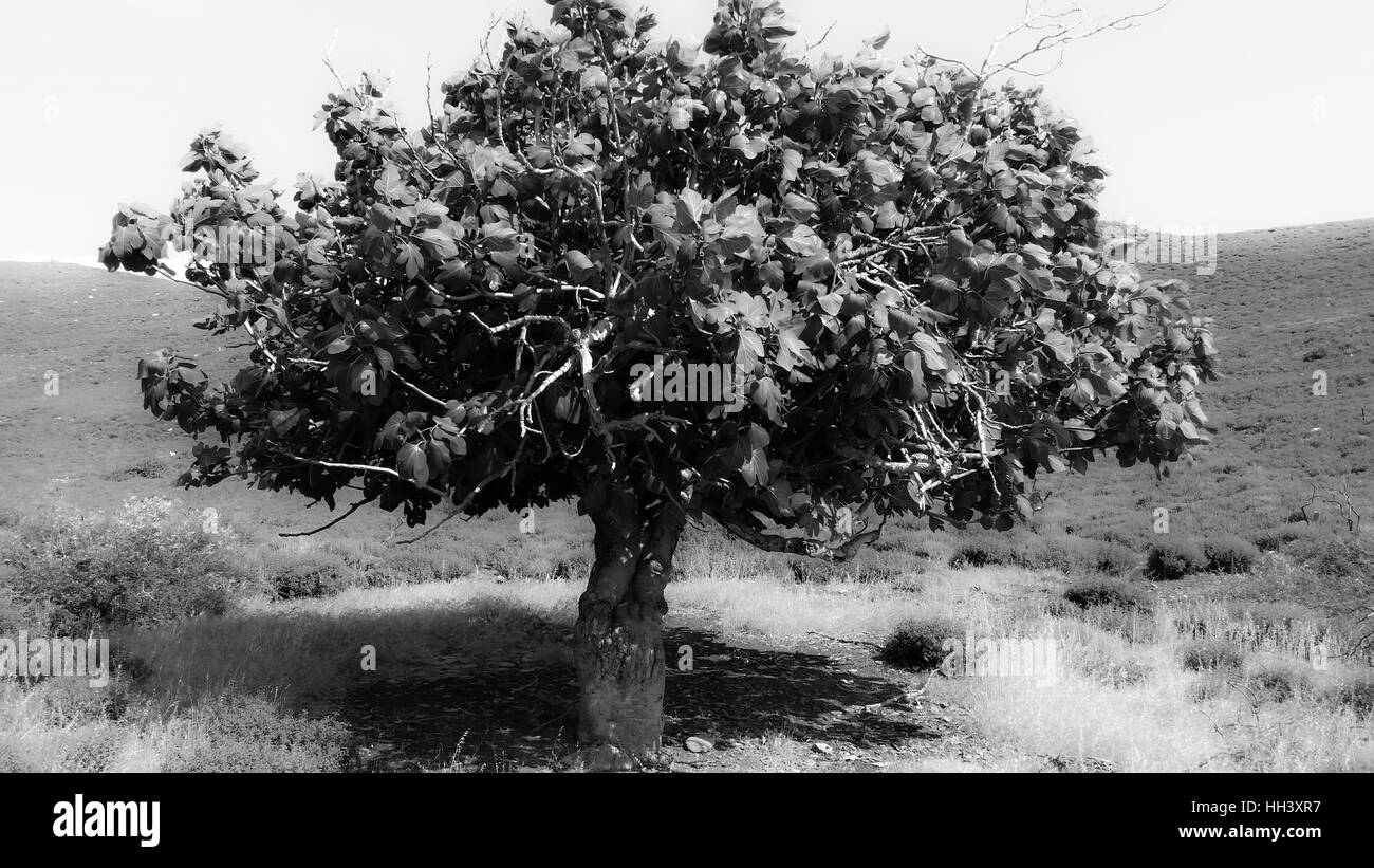 Old fig tree hires stock photography and images Alamy