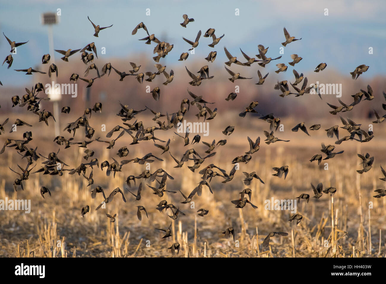Red-winged Blackbirds, (Agelaius phoeniceus), flock of females and juvenile males.  Ladd S. Gordon Waterfowl Management Area, NM Stock Photo