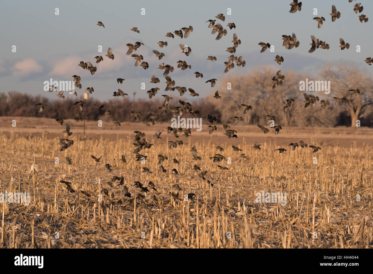 Red-winged Blackbirds, (Agelaius phoeniceus), flock of females and juvenile males.  Ladd S. Gordon Waterfowl Management Area, NM Stock Photo