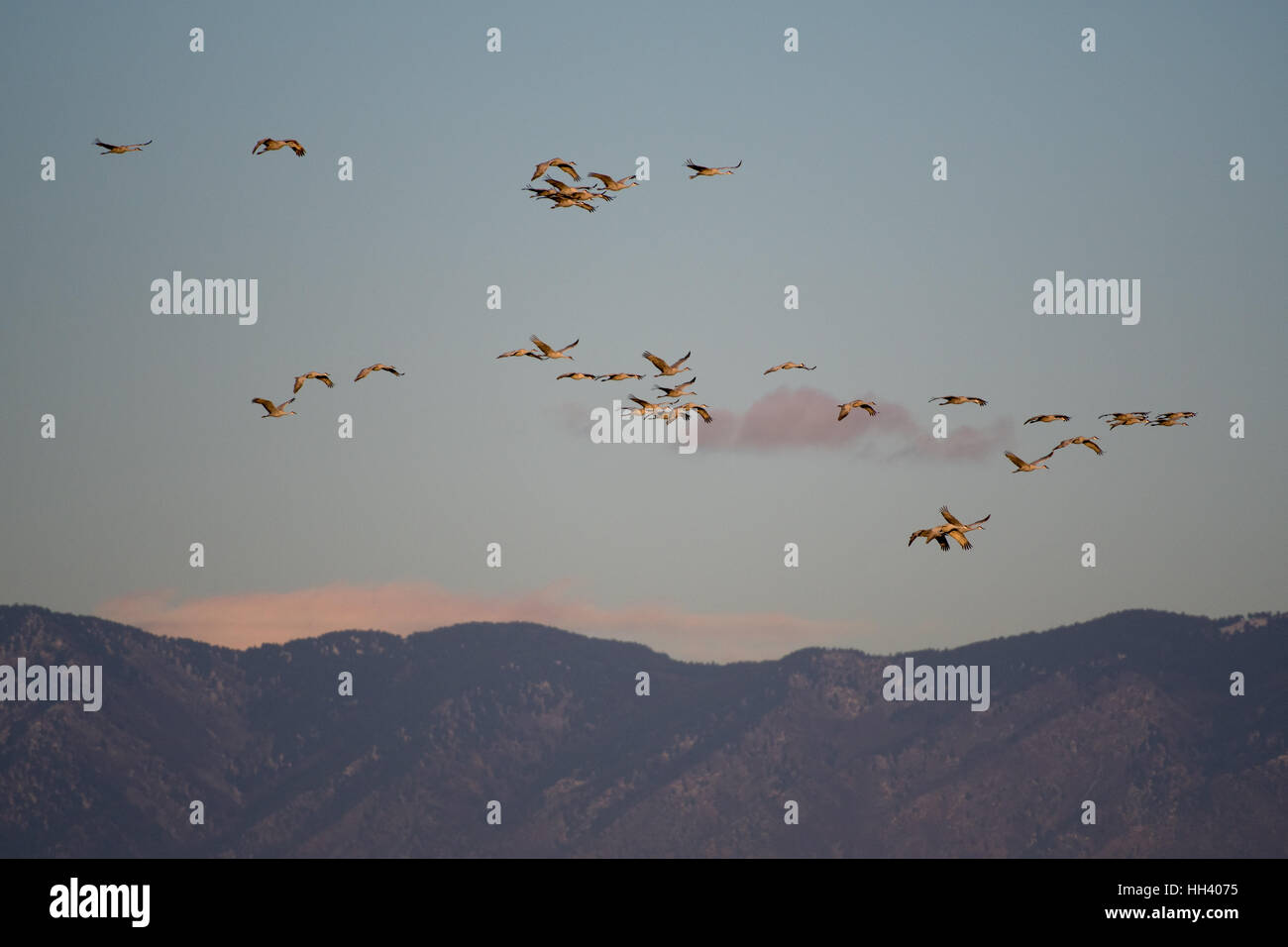 Flying Sandhill Cranes, (Grus canadensis), Ladd S Gordon Waterfowl Management Area, New Mexico, USA. Stock Photo