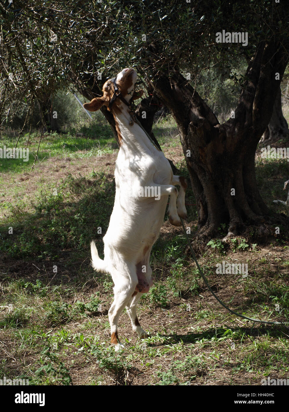Goat eating leaves on olive tree hires stock photography and images