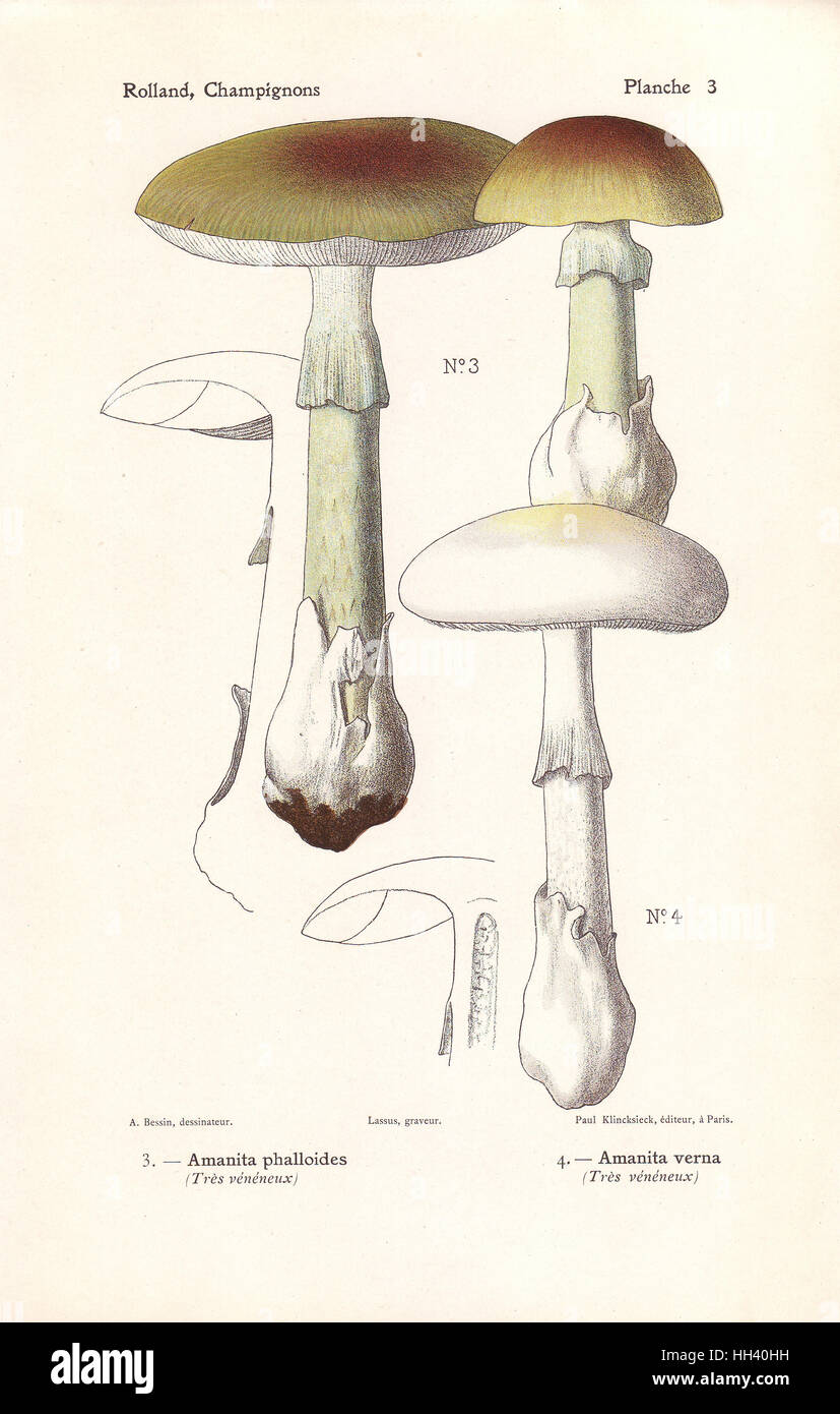Death cap mushroom, Amanita phalloides, and fool's mushroom, Amanita verna. Highly poisonous mushrooms. Chromolithograph by Lassus after an illustration by A. Bessin from Leon Rolland's Guide to Mushrooms from France, Switzerland and Belgium, Atlas des Champignons, Paul Klincksieck, Paris, 1910. Stock Photo
