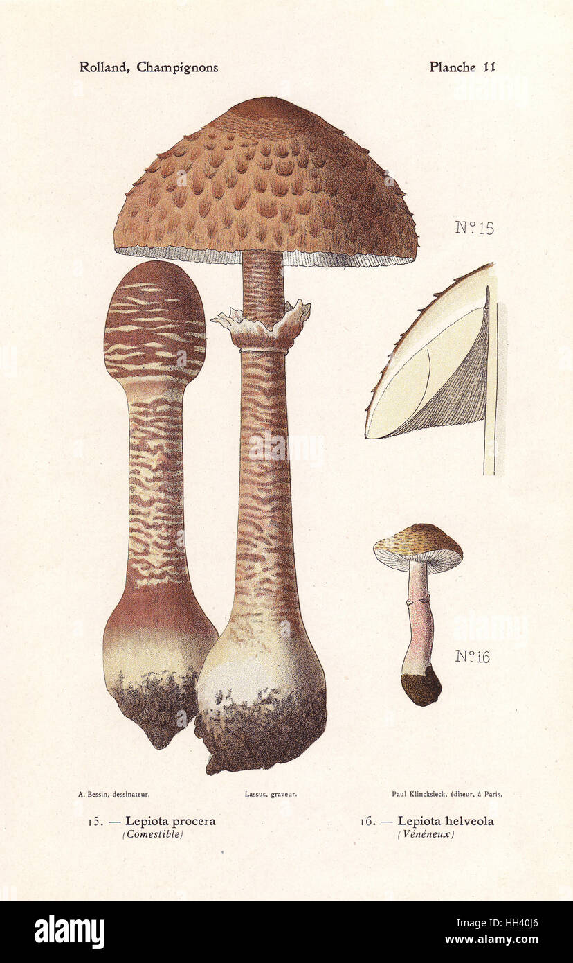 Edible parasol mushroom, Lepiota procera and poisonous Lepiota helveola. Chromolithograph by Lassus after an illustration by A. Bessin from Leon Rolland's Guide to Mushrooms from France, Switzerland and Belgium, Atlas des Champignons, Paul Klincksieck, Paris, 1910. Stock Photo