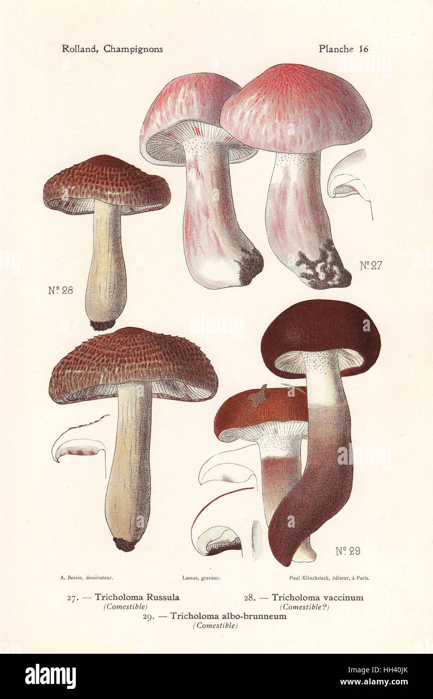Pinkmottle woodwax, Hygrophorus russula (Tricholoma russula), russet scaly tricholoma, Tricholoma vaccinum, and Tricholoma albobrunneum. Chromolithograph by Lassus after an illustration by A. Bessin from Leon Rolland's Guide to Mushrooms from France, Switzerland and Belgium, Atlas des Champignons, Paul Klincksieck, Paris, 1910. Stock Photo