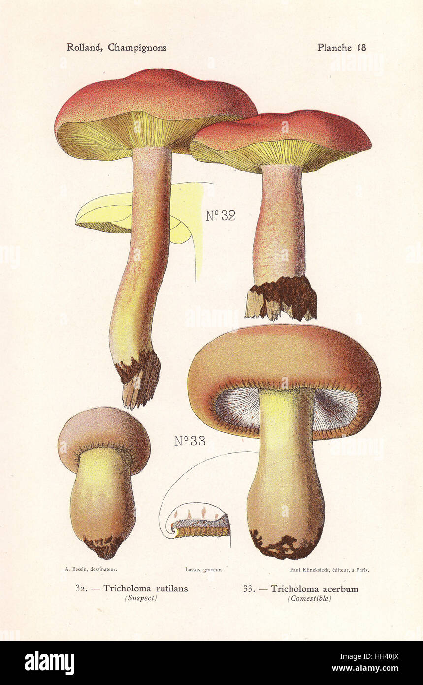 Plums and custard, Tricholomopsis rutilans (Tricholoma rutilans), and bitter knight mushroom, Tricholoma acerbum. Chromolithograph by Lassus after an illustration by A. Bessin from Leon Rolland's Guide to Mushrooms from France, Switzerland and Belgium, Atlas des Champignons, Paul Klincksieck, Paris, 1910. Stock Photo