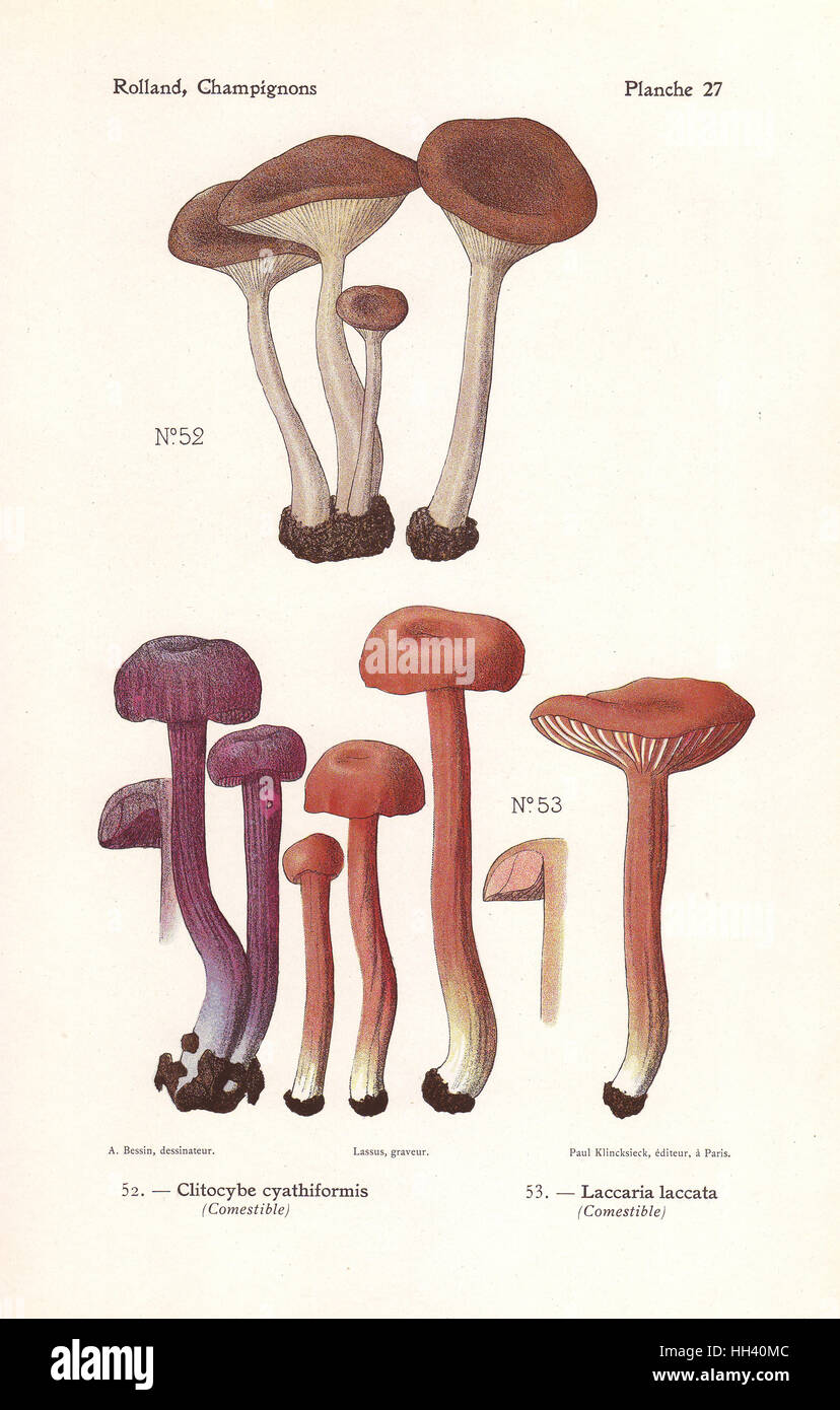 Goblet funnel cap, Pseudoclitocybe cyathiformis (Clitocybe cyathiformis) and waxy laccaria or the deceiver mushroom, Laccaria laccata. Chromolithograph by Lassus after an illustration by A. Bessin from Leon Rolland's Guide to Mushrooms from France, Switzerland and Belgium, Atlas des Champignons, Paul Klincksieck, Paris, 1910. Stock Photo