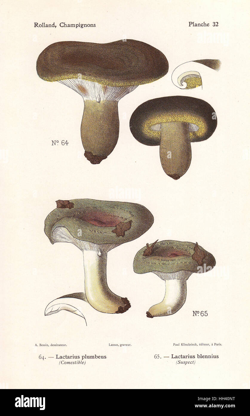 Ugly milkcap mushroom, Lactarius turpis (Lactarius plumbeus) and slimy milkcap, Lactarius blennius. Chromolithograph by Lassus after an illustration by A. Bessin from Leon Rolland's Guide to Mushrooms from France, Switzerland and Belgium, Atlas des Champignons, Paul Klincksieck, Paris, 1910. Stock Photo