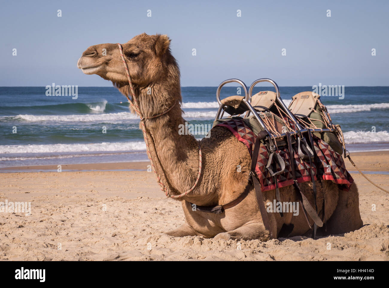Camel resting on beach in Australia Stock Photo Alamy
