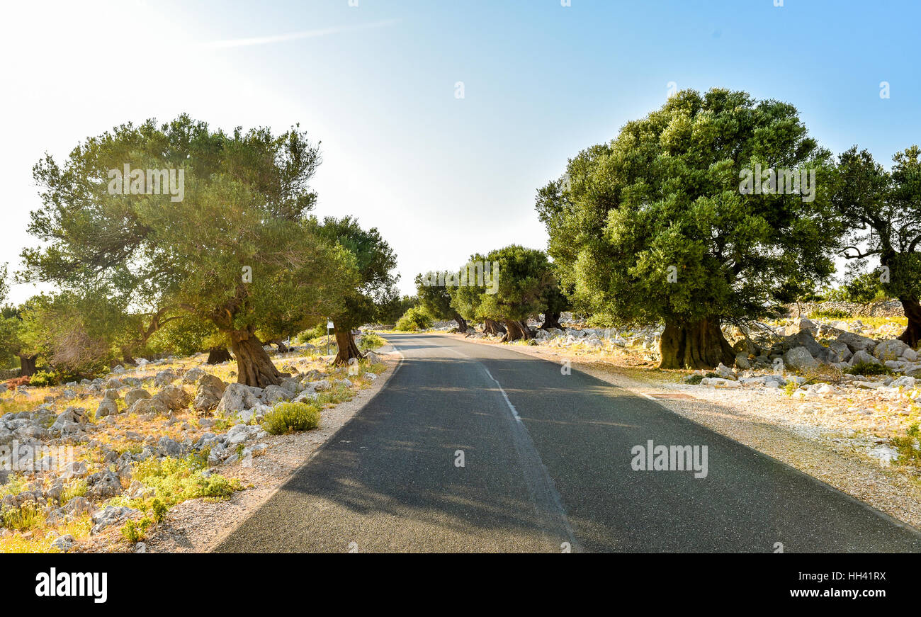 Road Leading Through Big And Old Ancient Olive Trees In The Olive