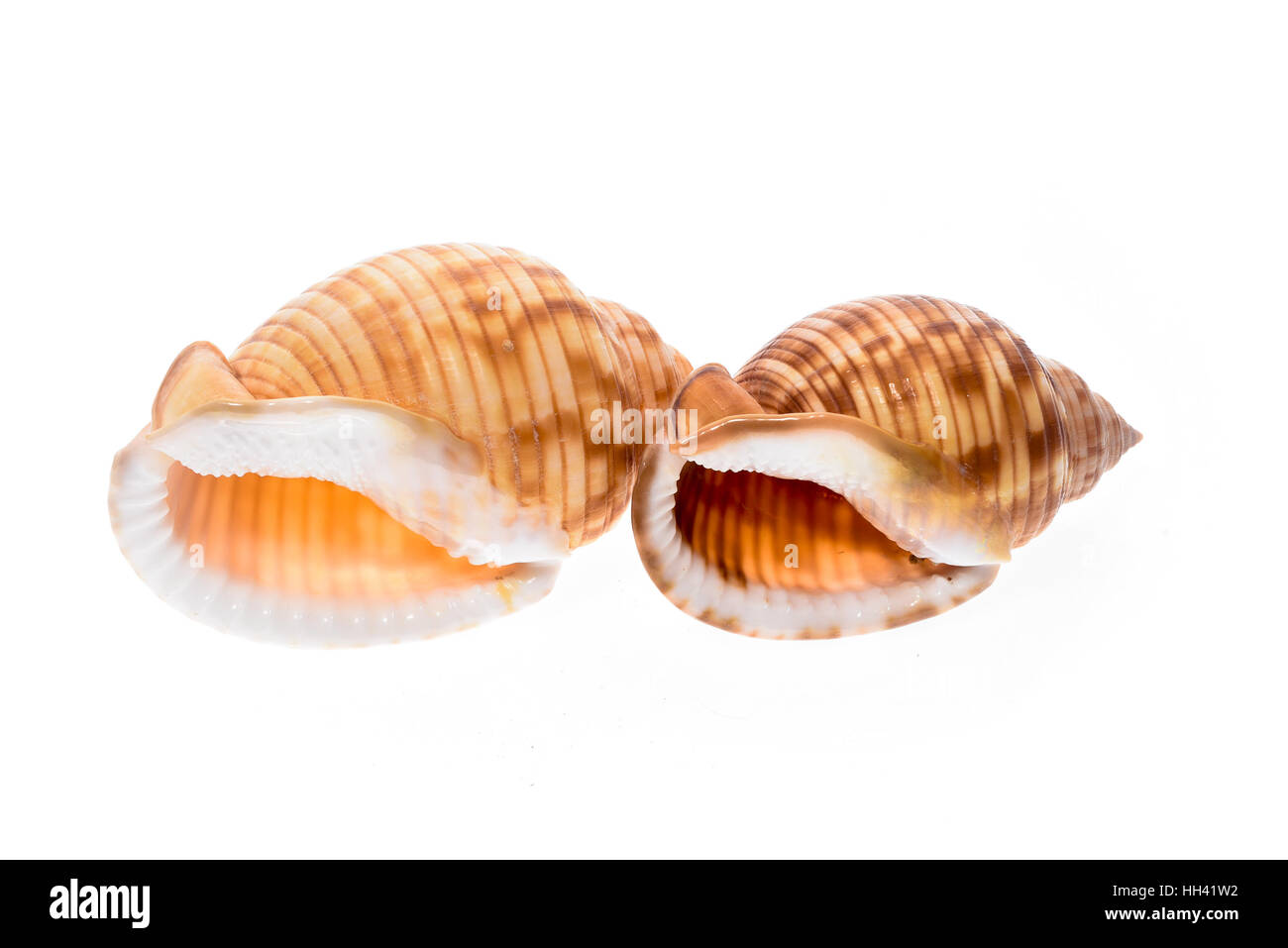 Two Helmet sea shells - Galeodea echinophora f. adriatica. Empty house of sea snail. Sea shell with twisted canal from Adriatic or Mediterranean Sea - Stock Photo