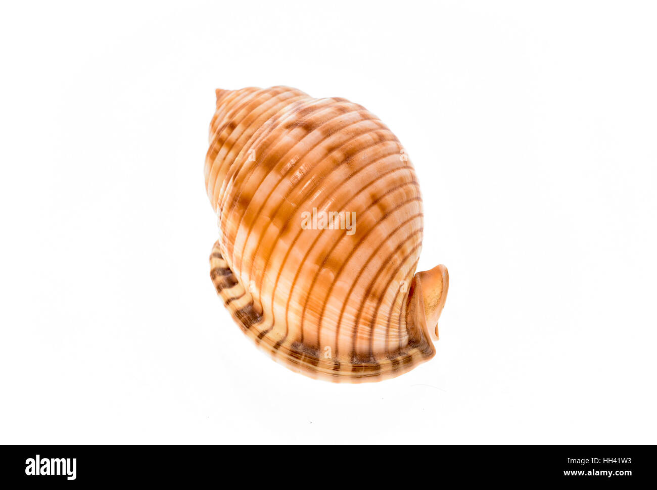 Helmet sea shell - Galeodea echinophora f. adriatica. Empty house of sea snail. Sea shell with twisted canal from Adriatic or Mediterranean Sea - Croa Stock Photo