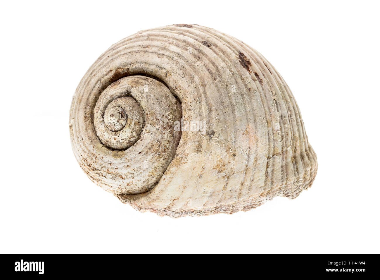 Helmet sea shell - Tonna Galea or Tun Shell. Empty house of a sea snail.  Sea shell with twisted canal from Adriatic or Mediterranean Sea - Croatia, G Stock Photo