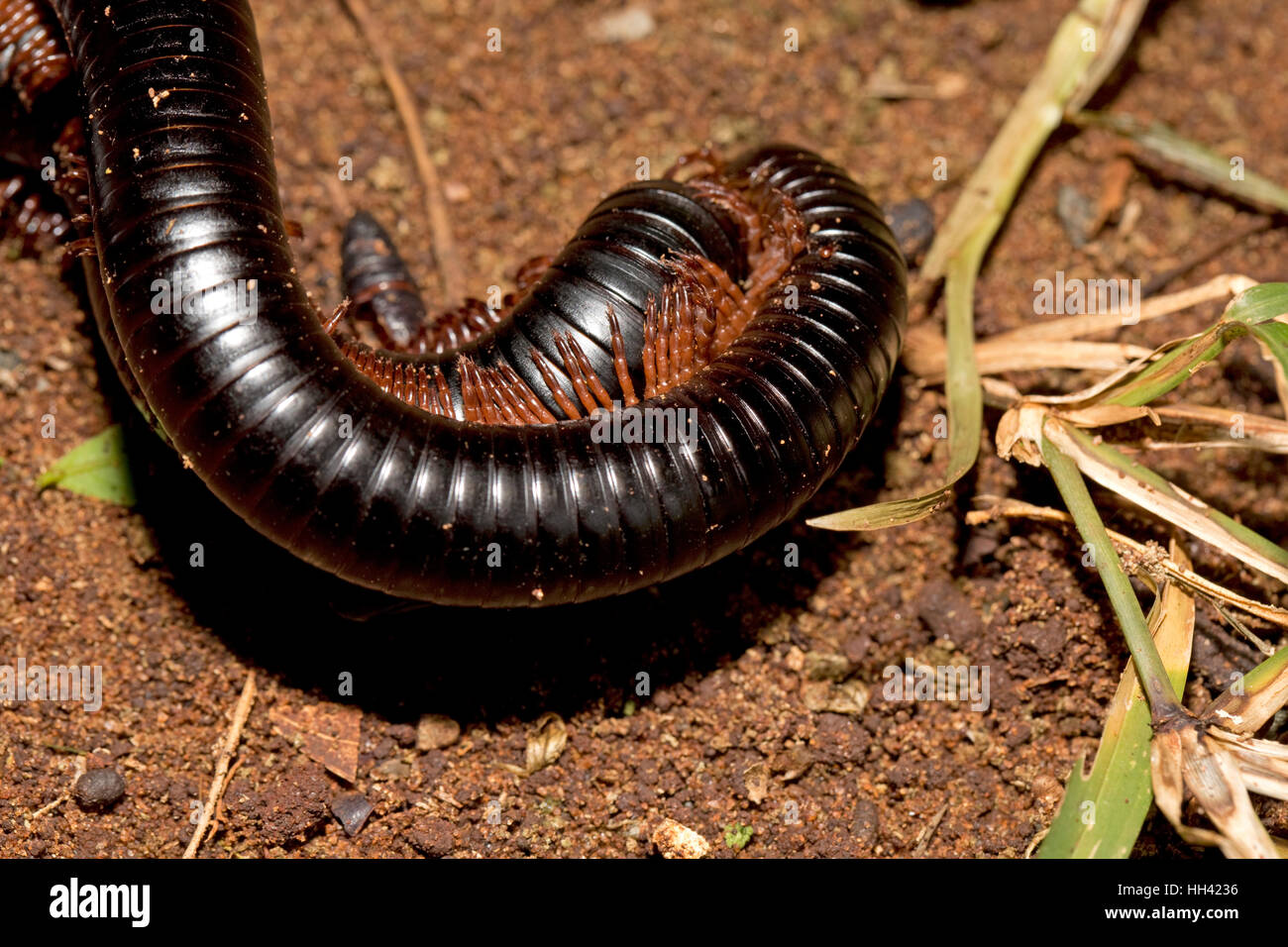 Giant red-legged African millipede Mombasa Kenya Stock Photo - Alamy, image size:1300x956