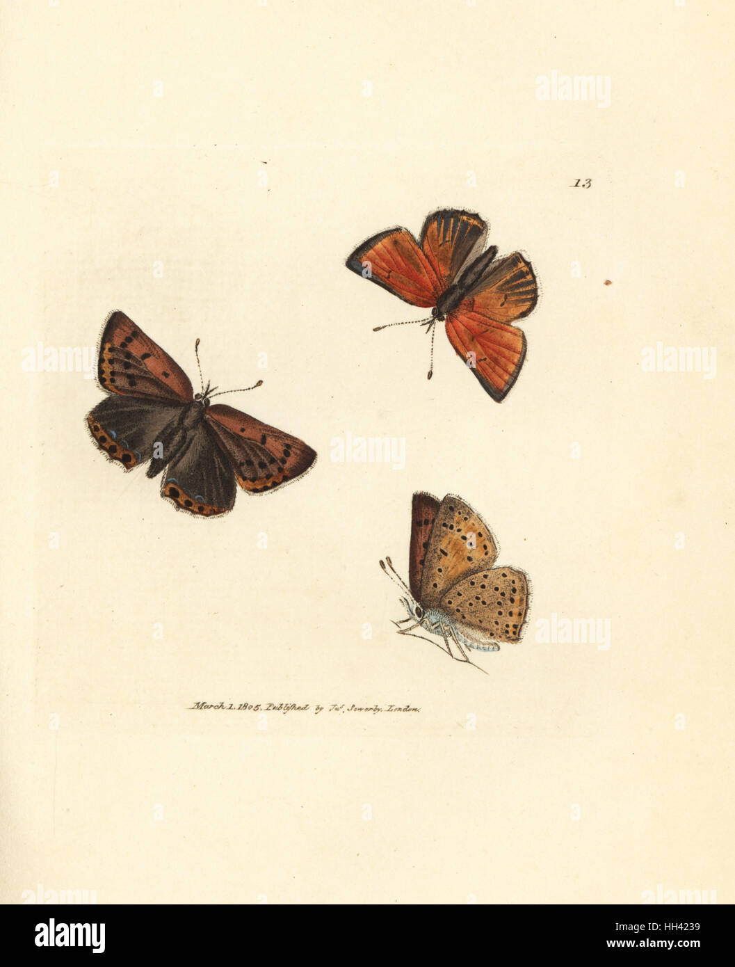 Purple-edged copper butterfly, Lycaena hippothoe. Handcoloured copperplate engraving by James Sowerby from The British Miscellany, or Coloured figures of new, rare, or little known animal subjects, London, 1804. Stock Photo