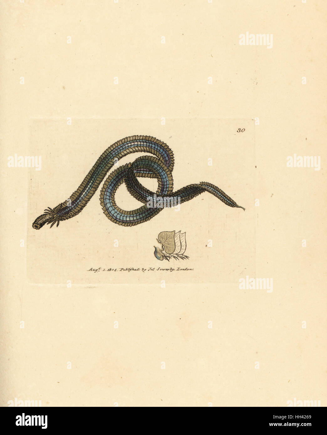 Polychaete worm, Phyllodoce lamelligera (Nereis lamelligera). Handcoloured copperplate engraving by James Sowerby from The British Miscellany, or Coloured figures of new, rare, or little known animal subjects, London, 1804. Stock Photo