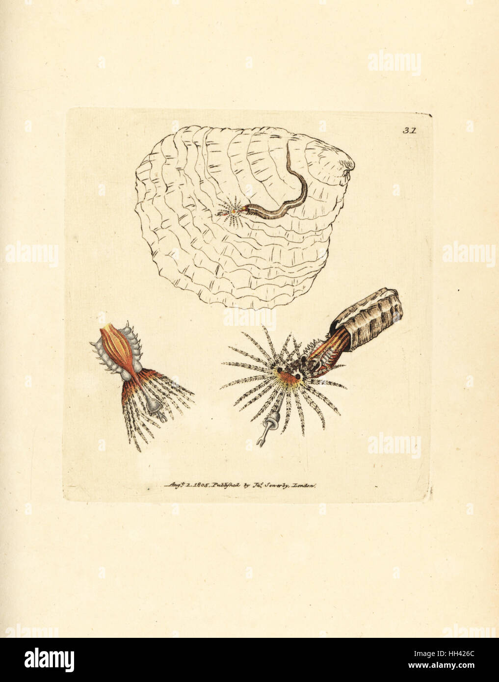 Tube-building annelid fanworm, Spirobranchus triqueter. Handcoloured copperplate engraving by James Sowerby from The British Miscellany, or Coloured figures of new, rare, or little known animal subjects, London, 1804. Stock Photo