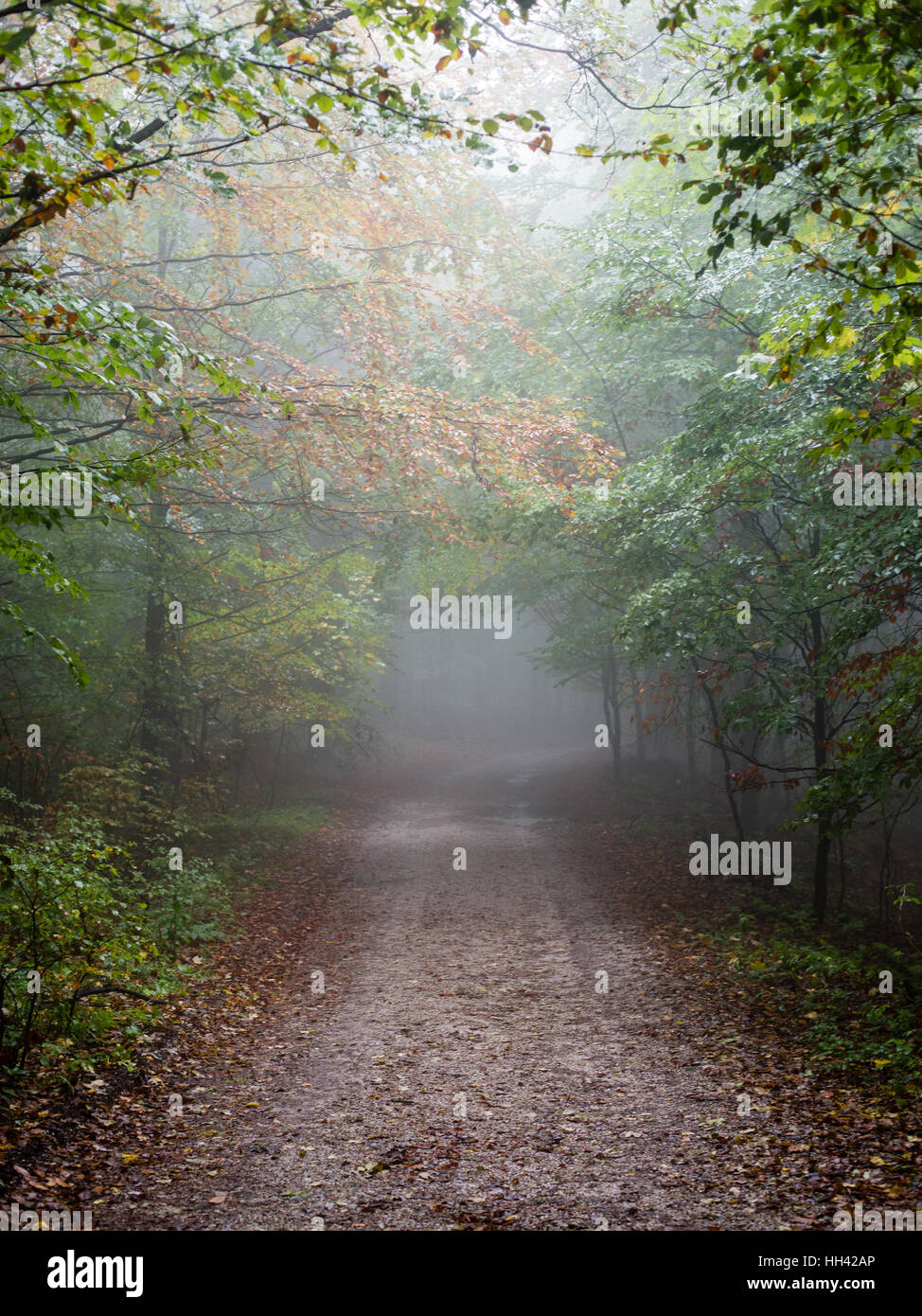 Heavy Mist colorful autumn trees in heavy mist in wet forest after rain. scenic ...