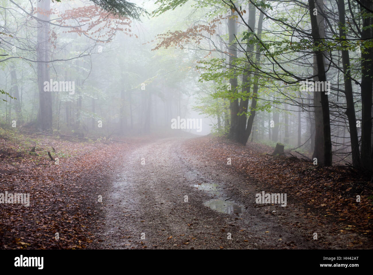 Heavy Mist colorful autumn trees in heavy mist in wet forest after rain. scenic ...