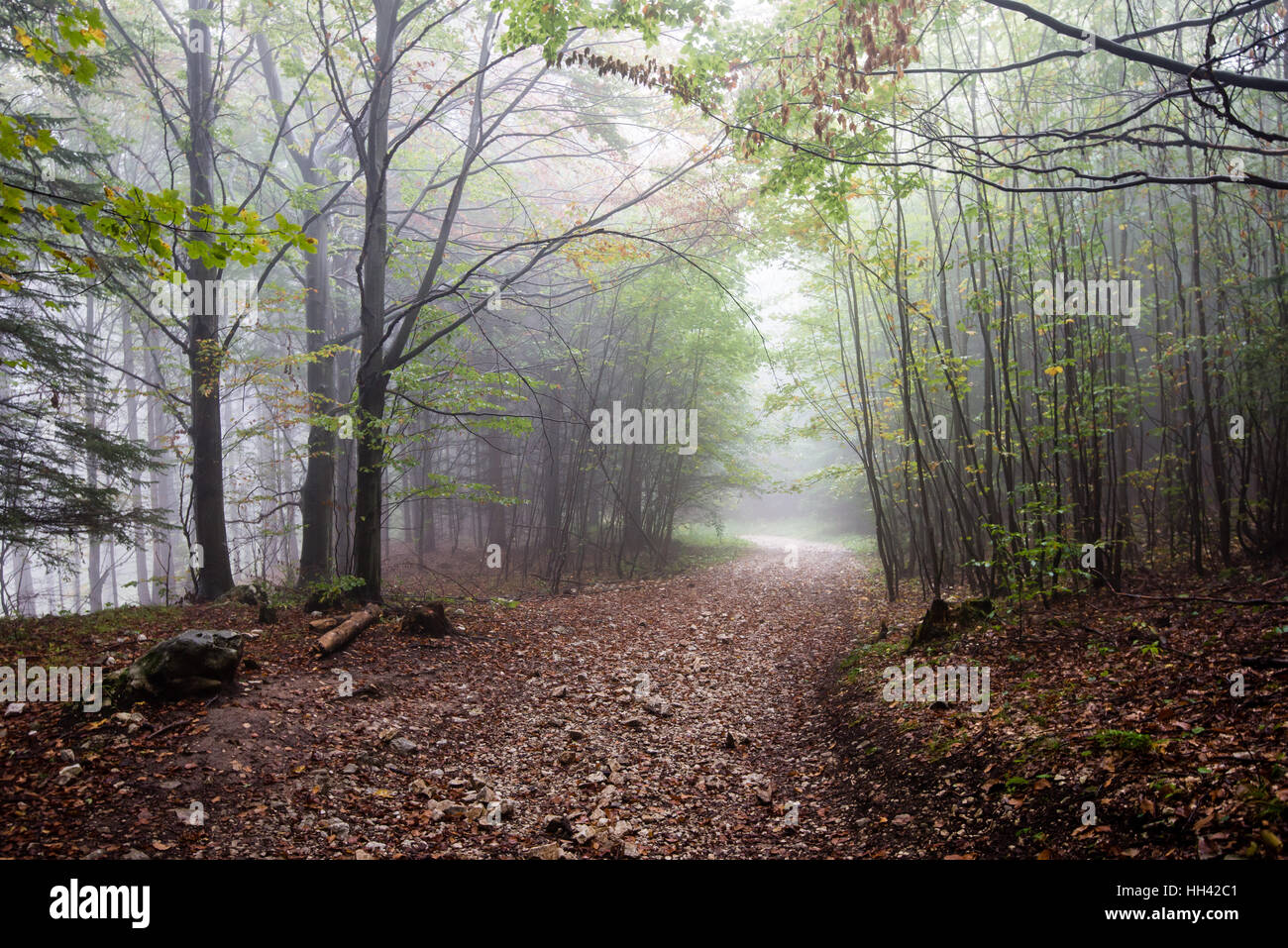 Heavy Mist colorful autumn trees in heavy mist in wet forest after rain. scenic ...