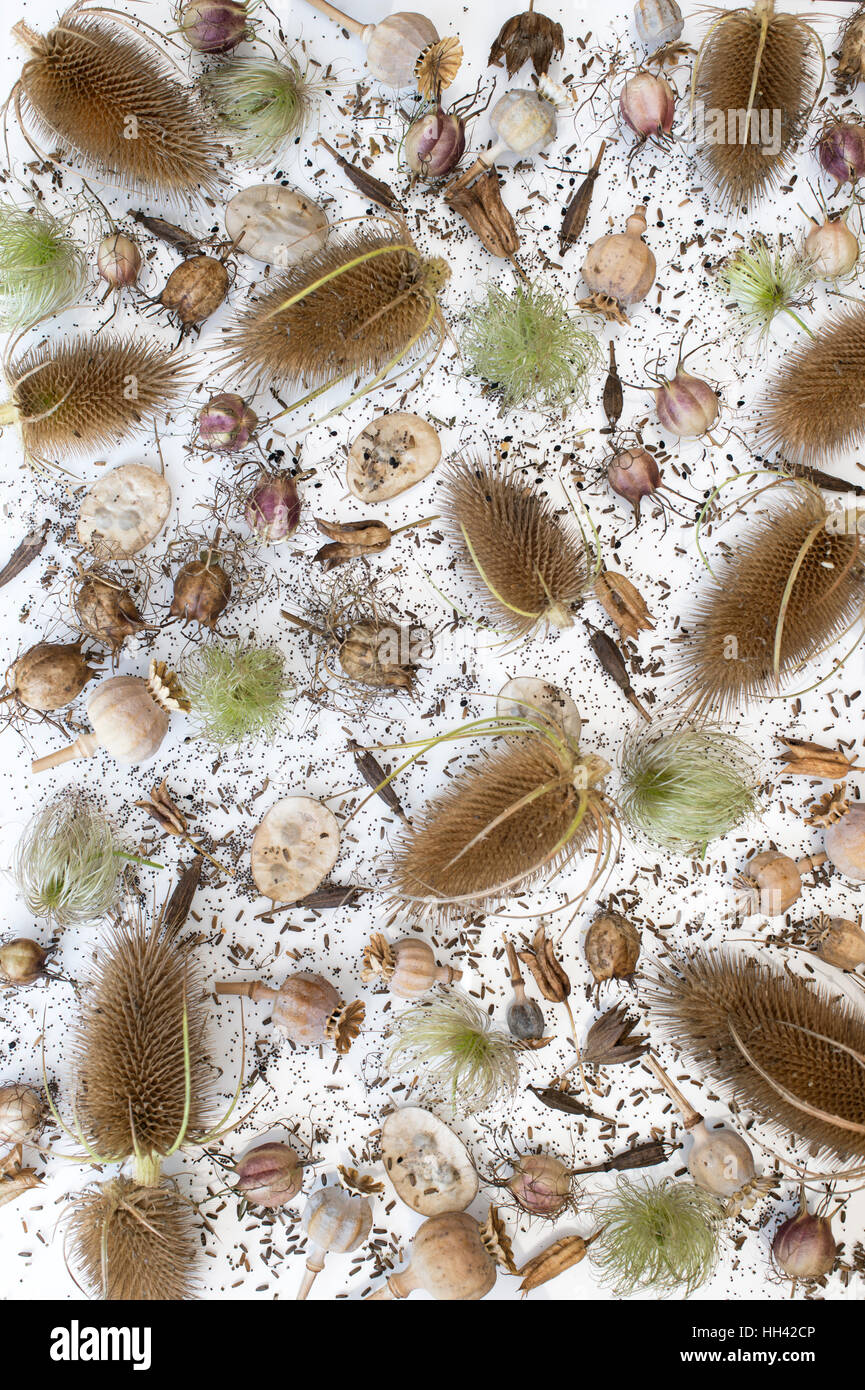 Flower seeds and seed pods pattern Stock Photo