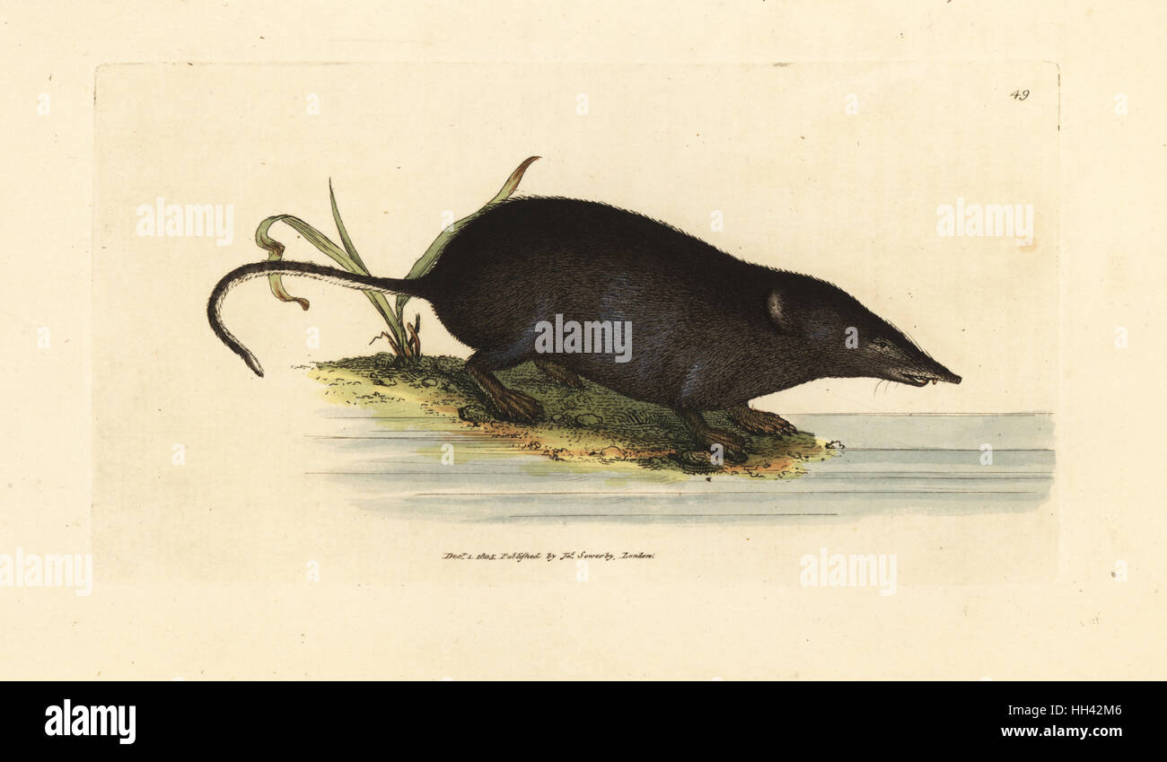 Eurasian water shrew, Neomys fodiens (Sorex ciliatus, fringe-tailed water shrew-mouse). Handcoloured copperplate engraving by James Sowerby from The British Miscellany, or Coloured figures of new, rare, or little known animal subjects, London, 1804. Stock Photo