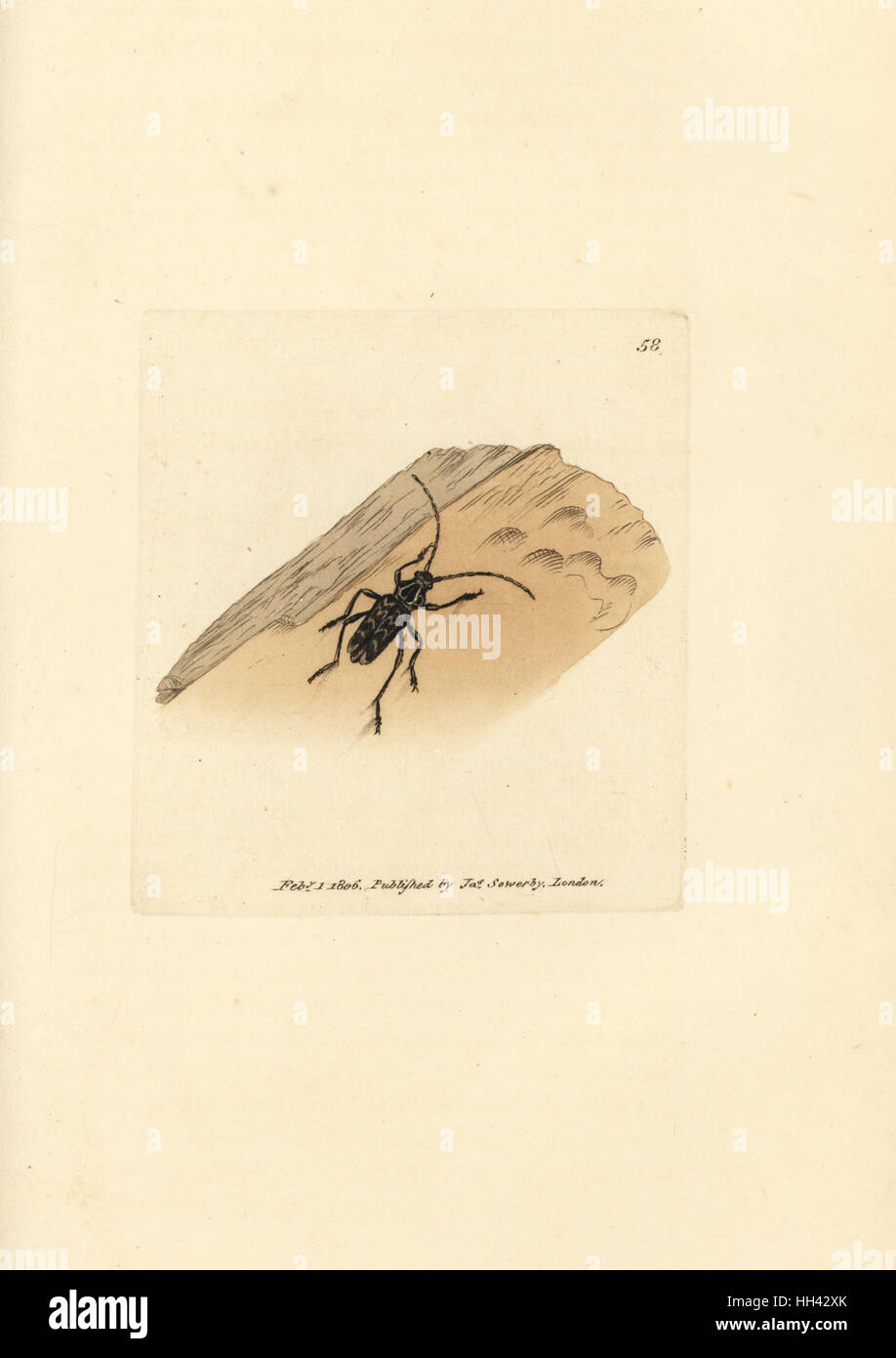 Sarosesthes fulminans beetle (Cerambyx fulminans). Handcoloured