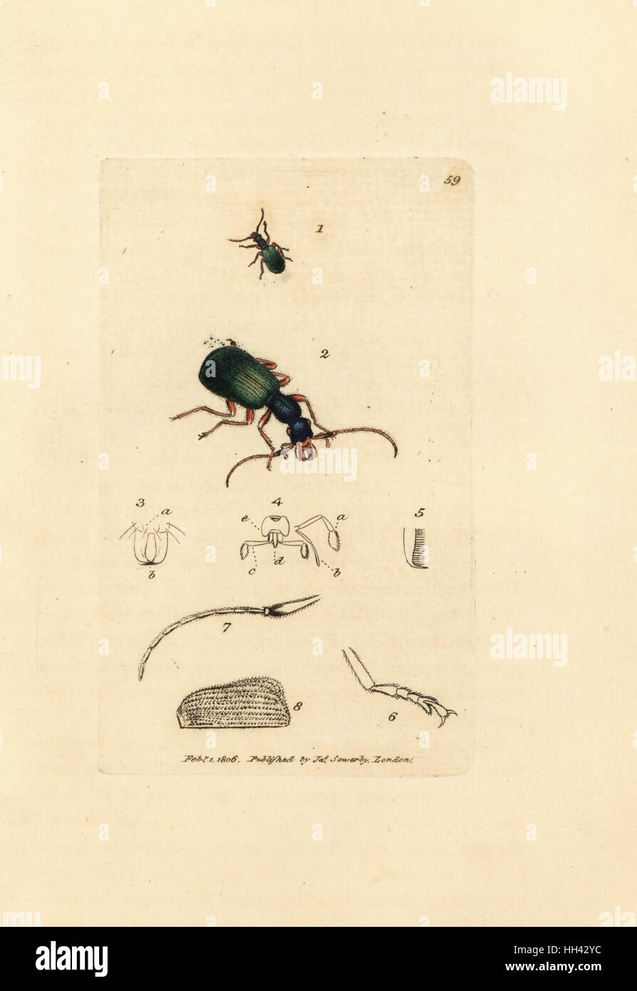 Ground beetle, Drypta dentata (Golden-mouthed carabus, Carabus chrysostomos). Handcoloured copperplate engraving by James Sowerby from The British Miscellany, or Coloured figures of new, rare, or little known animal subjects, London, 1804. Stock Photo
