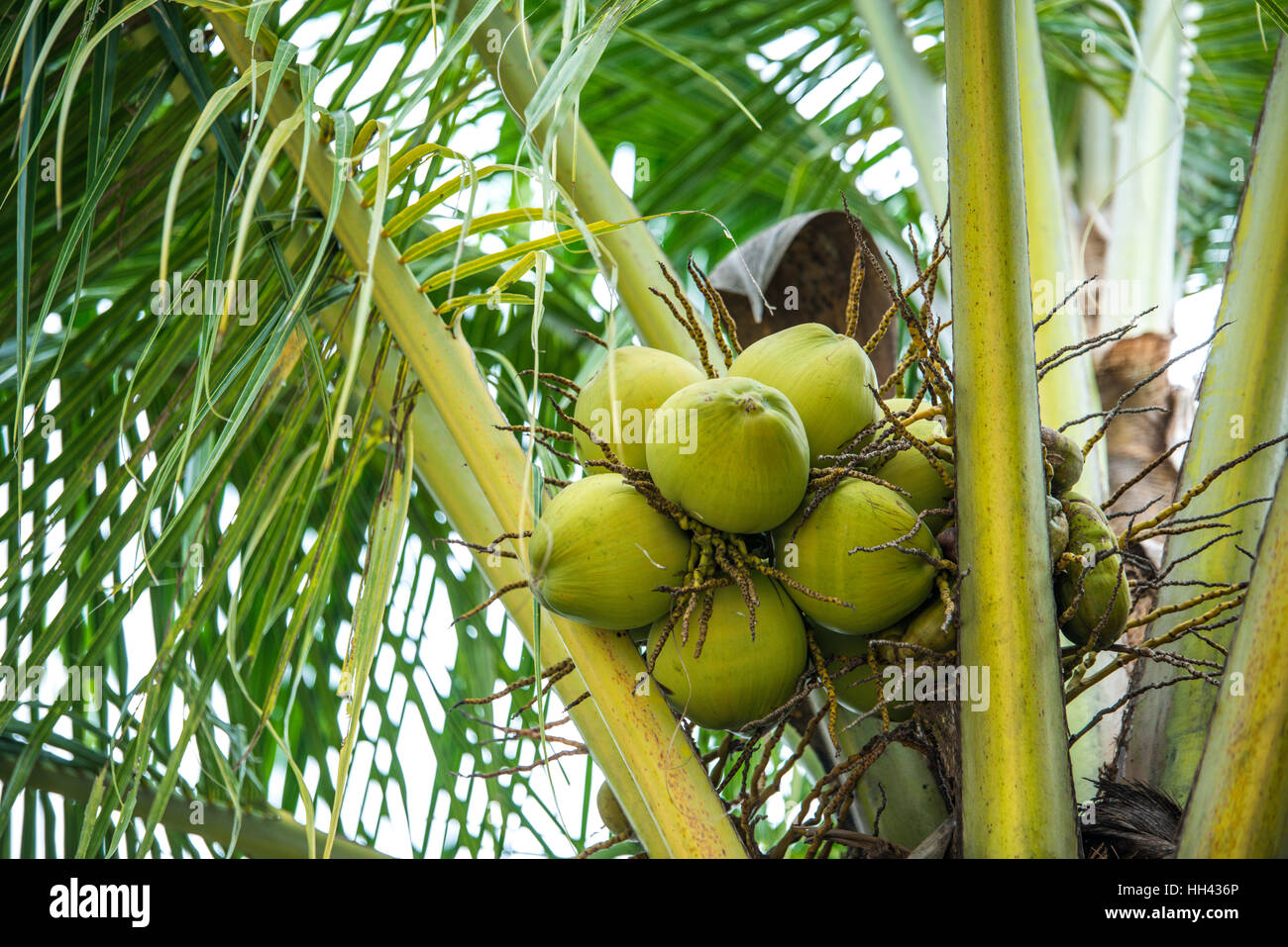 Young coconut tree hires stock photography and images Alamy