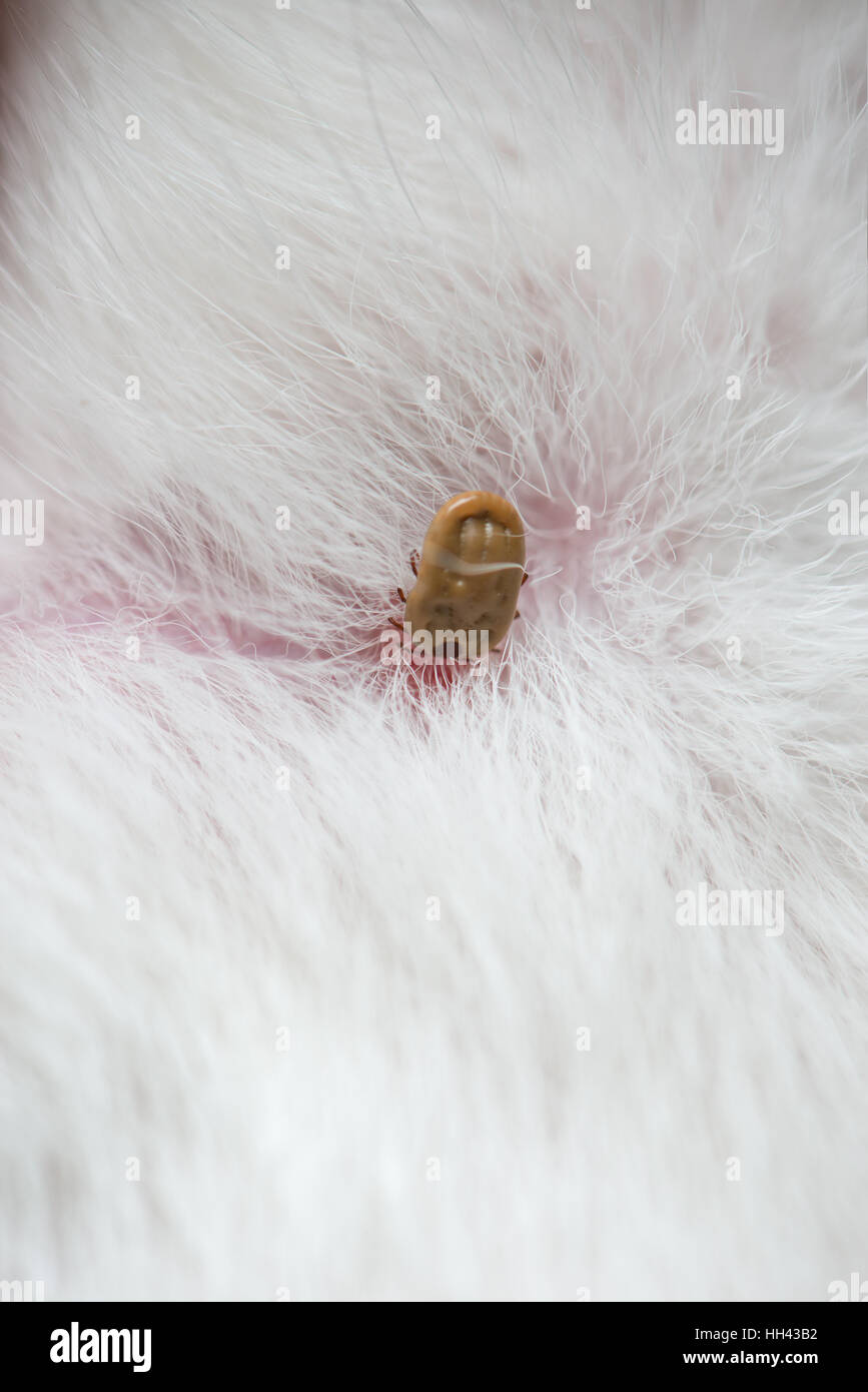 tick on a dog skin Stock Photo - Alamy