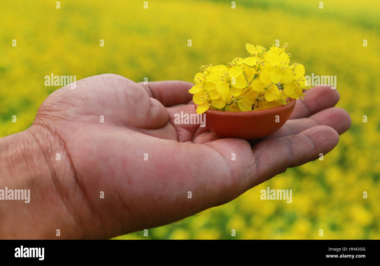 Hand holding mustard flowers outdoor Stock Photo