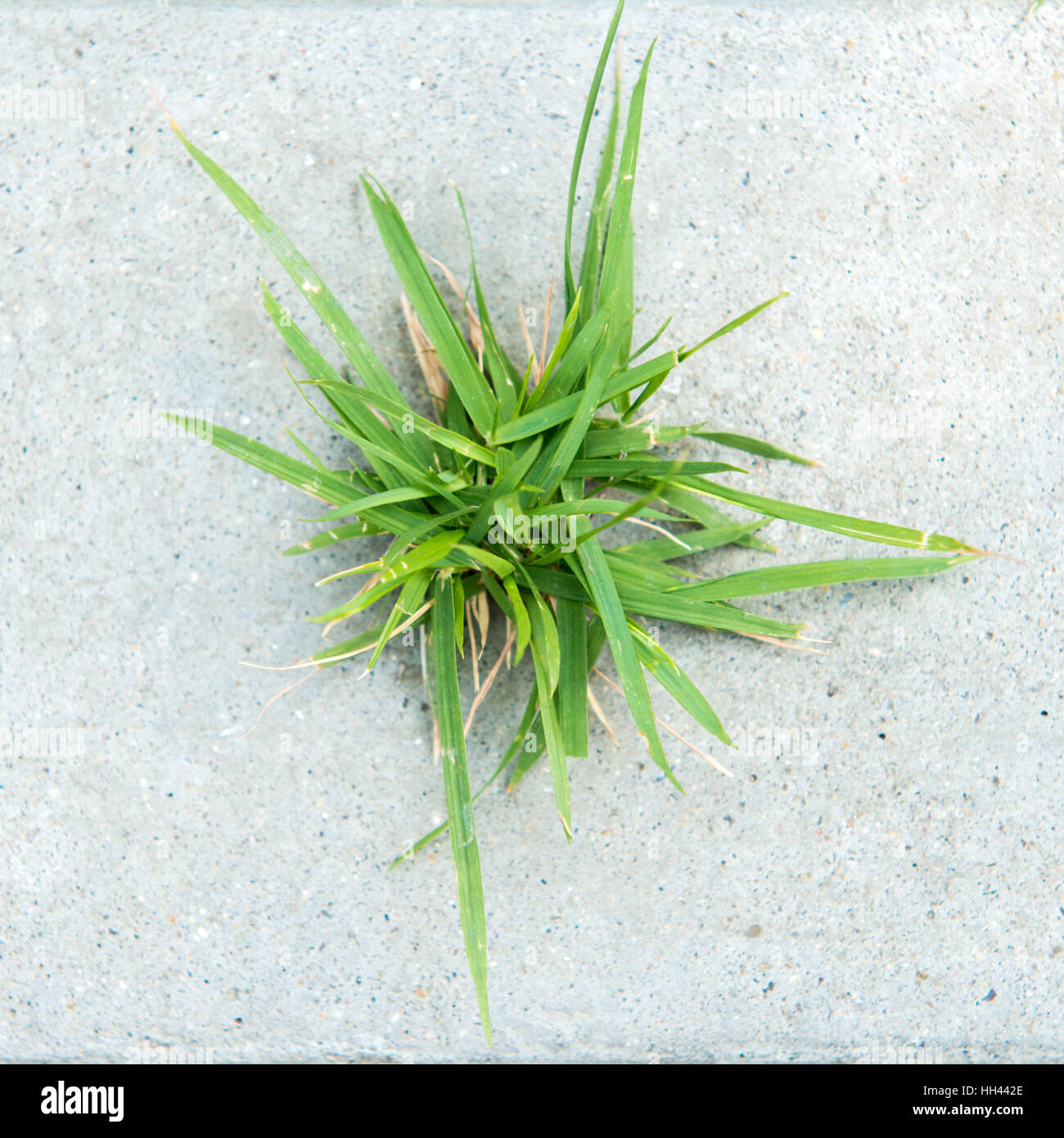 green grass on concrete background Stock Photo