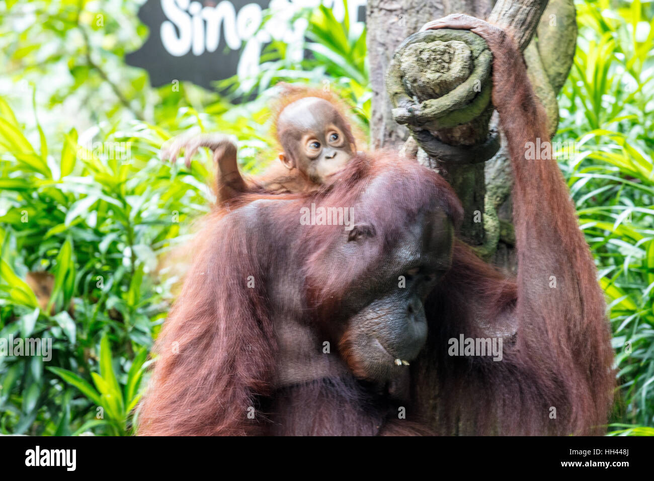 Mother and baby orangutan Stock Photo